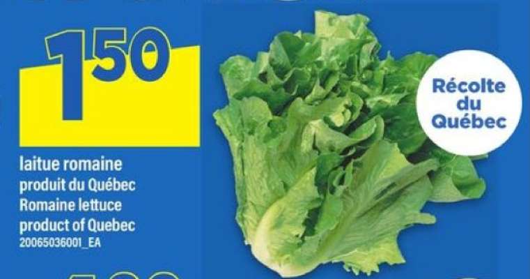 LAITUE ROMAINE