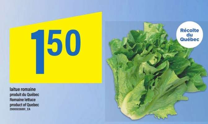 LAITUE ROMAINE