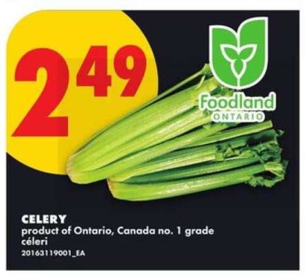 CELERY