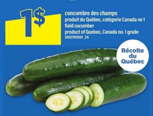 concombre des champs