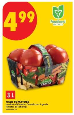 FIELD TOMATOES
