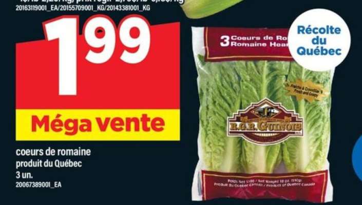 COEURS DE ROMAINE