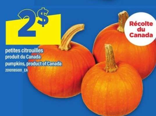 petites citrouilles