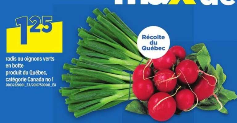 radis ou oignons verts en botte
