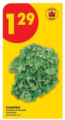 CILANTRO