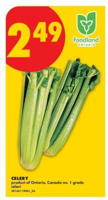 CELERY