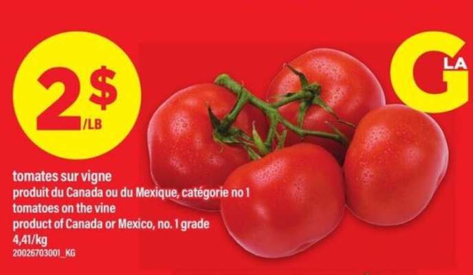 TOMATES SUR VIGNE