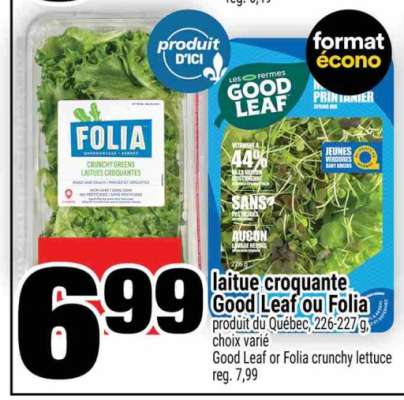 laitue croquante Good Leaf ou Folia