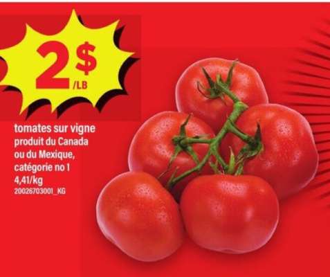 TOMATES SUR VIGNE